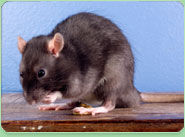 rat control Longton
